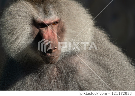 Baboon Portrait Zoo Animal Closeup. A hamadryas baboon stares intensely at the camera, its long, gray fur and prominent snout visible. Baboon Portrait Zoo Animal Closeup. A hamadryas baboon stares intensely at the camera, its long, gray fur and prominent snout visible. 121172933