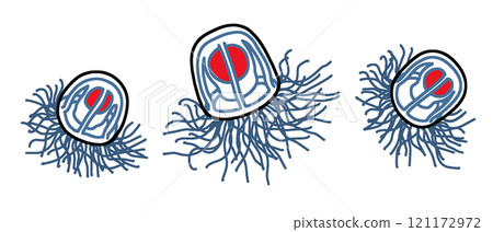 Beniculace Beniculace 121172972