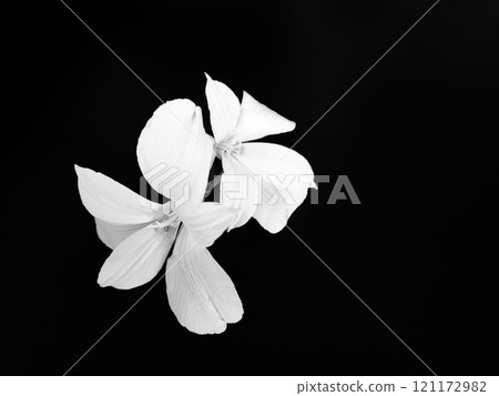 黑色背景上的白色花朵 黑色背景上的白色花朵 121172982