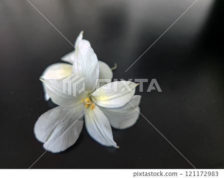 White flowers on a black background 121172983