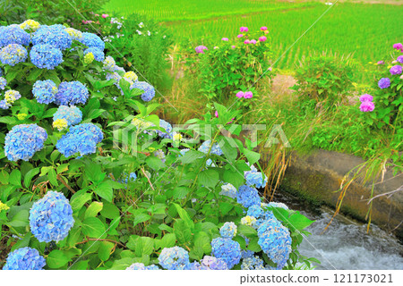 Kanto, Ashigara, Kaisei Hydrangea Festival, image of the venue in the tranquil countryside of the Hydrangea Village, Kaisei Town, Kanagawa Prefecture (9) Kanto, Ashigara, Kaisei Hydrangea Festival, image of the venue in the tranquil countryside of the Hydrangea Village, Kaisei Town, Kanagawa Prefecture (9) 121173021