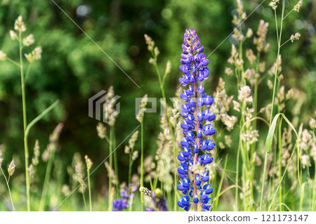 Flowers of blue wild lupine grow in the wild Flowers of blue wild lupine grow in the wild 121173147
