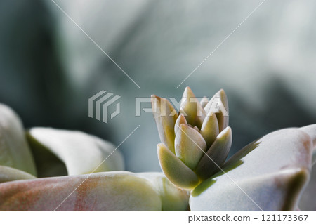 Plant of leatherpetal -gratopetalum Plant of leatherpetal -gratopetalum 121173367
