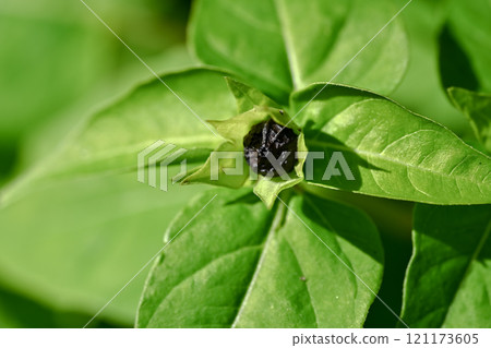 白色的花種子 白色的花種子 121173605