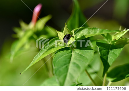 白色的花種子 白色的花種子 121173606