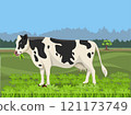 Cow in Field. Black and white cow in a grassy field on a bright and sunny day. 121173749