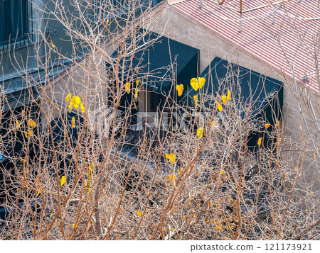 last yellow leaves on tree lit by sun in courtyard last yellow leaves on tree lit by sun in courtyard 121173921