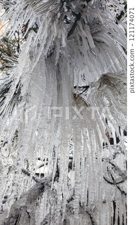 Spruce and pine branches covered with icicles Frozen trees in ice Winter weather Spruce and pine branches covered with icicles Frozen trees in ice Winter weather 121174071