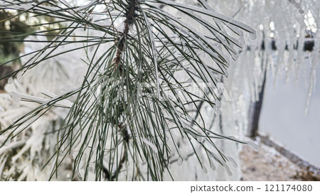 Spruce and pine branches covered with icicles Frozen trees in ice Winter weather Spruce and pine branches covered with icicles Frozen trees in ice Winter weather 121174080