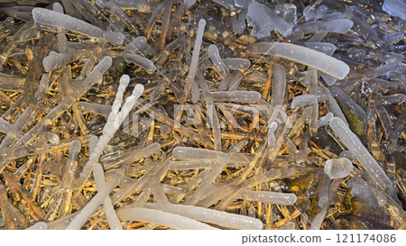 Spruce and pine branches covered with icicles Frozen trees in ice Winter weather Spruce and pine branches covered with icicles Frozen trees in ice Winter weather 121174086