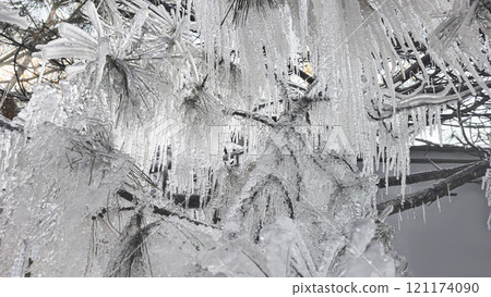 Spruce and pine branches covered with icicles Frozen trees in ice Winter weather 121174090