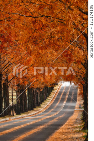 Metasequoia Wave Metasequoia Wave 121174108