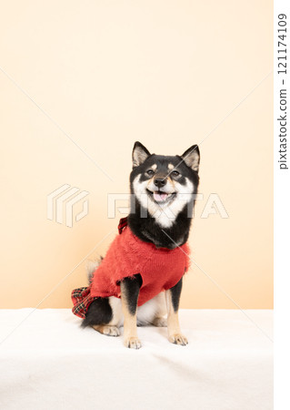 Beige bag and smiling Shiba Inu dog Sheri Beige bag and smiling Shiba Inu dog Sheri 121174109