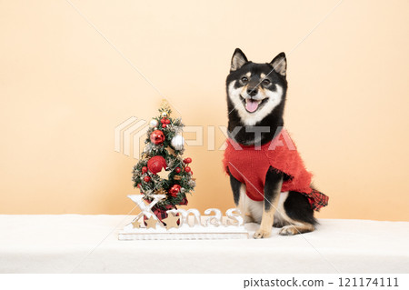 Beige bag, Christmas tree and smiling Shiba Inu dog Sheri Beige bag, Christmas tree and smiling Shiba Inu dog Sheri 121174111