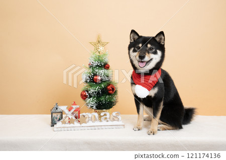 米色背景、聖誕樹和微笑的豆芝雪莉酒 121174136