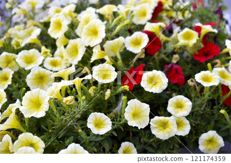 Yellow petunia flowers in a flower bed. Petunia nyctaginiflora. 121174359