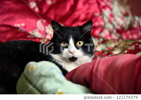 Sleeping domestic gray fluffy cat on bed, against blurred background of sleeping young woman. Comfortable bed linen, comfortable bed, soft and warm duvet. Comfort in home. 121174379