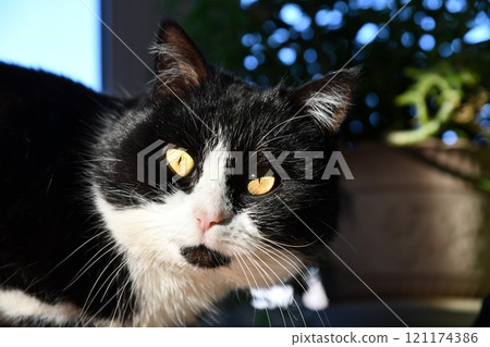 Pale domestic cat on the bed with a zigzag sheet. Pet in Scandinavian-style bedroom. Pets-friendly hotel or home. Adoption and welfare concept. Kitty heating indoors. A sunny winter day at home. Pale domestic cat on the bed with a zigzag sheet. Pet in Scandinavian-style bedroom. Pets-friendly hotel or home. Adoption and welfare concept. Kitty heating indoors. A sunny winter day at home. 121174386