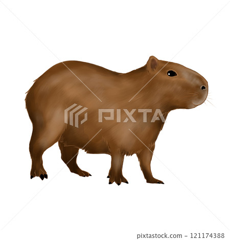 Illustration of capybara Illustration of capybara 121174388