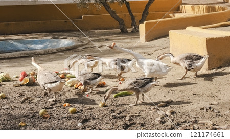 Geese feeding on scraps in farmyard, reducing food waste Geese feeding on scraps in farmyard, reducing food waste 121174661