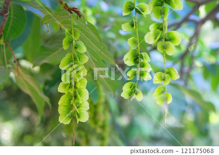 Pterocarya fraxinifolia grows in mixed stands. Characteristic fruits of Caucasian wingnut. Green leaves and seeds in garden. Pterocarya fraxinifolia grows in mixed stands. Characteristic fruits of Caucasian wingnut. Green leaves and seeds in garden. 121175068