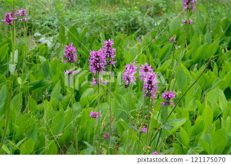 Flowers of Betonica officinalis is growing in garden. Countryside. Medicinal flowers blooming flowers in meadow. Cottage garden. 121175070