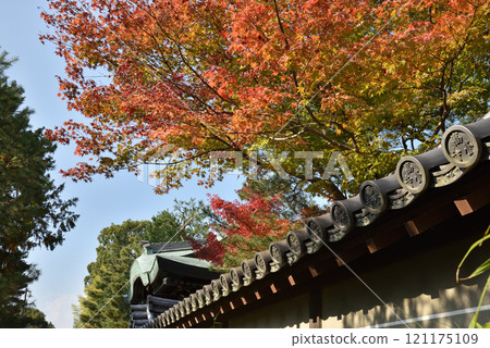 秋天的高台寺、帝國大使館門附近的楓樹(京都市東山區) 秋天的高台寺、帝國大使館門附近的楓樹(京都市東山區) 121175109