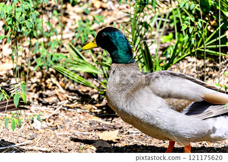 Colorful duck out of water. Selective focus. Colorful duck out of water. Selective focus. 121175620