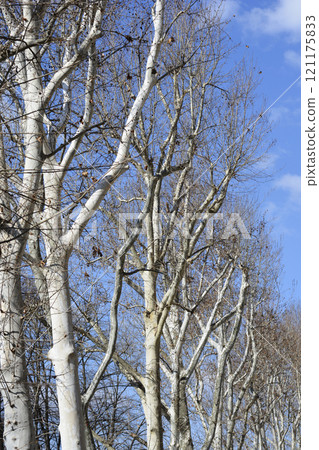 London plane 121175833