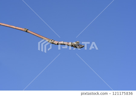 Common mountain ash Common mountain ash 121175836
