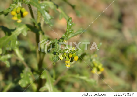 Common groundsel Common groundsel 121175837
