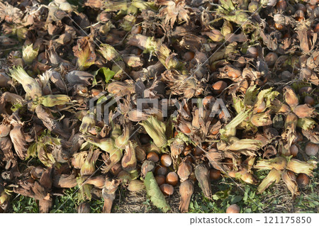 Harvested hazelnuts 121175850