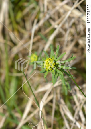 Cypress Spurge 121175853