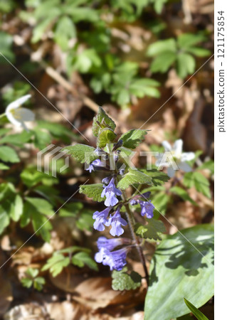 Ground ivy Ground ivy 121175854