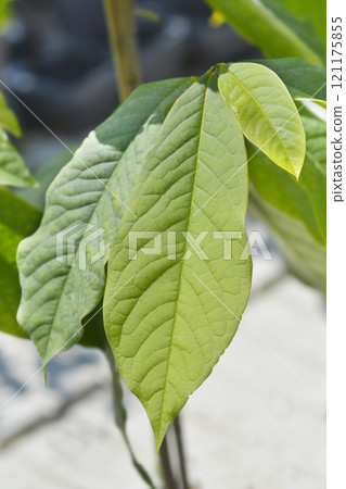 American pawpaw American pawpaw 121175855