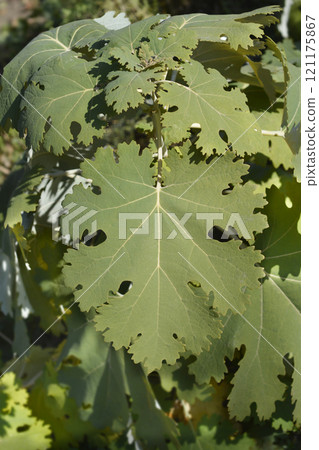 Plume poppy Plume poppy 121175867