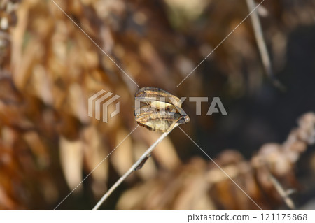 Henrys lily Henrys lily 121175868