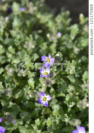 Aubrieta Dr. Mules 121175909