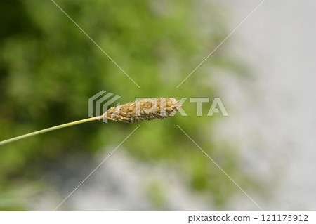 Balkan moor grass 121175912