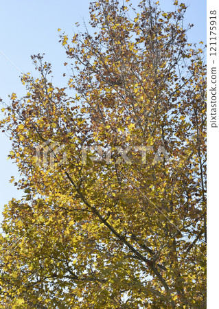 London plane 121175918
