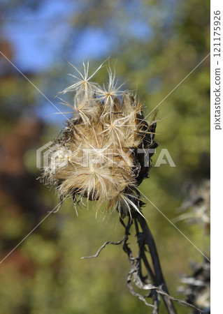 Artichoke thistle Artichoke thistle 121175926