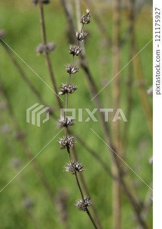 Siberian motherwort 121175927