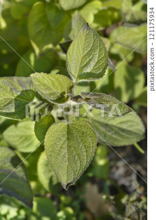 Floss flower Floss flower 121175934