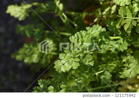 Narrow-leaved water-dropwort 121175942