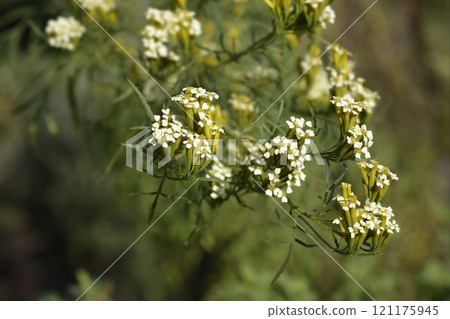 Southern Cone Marigold 121175945