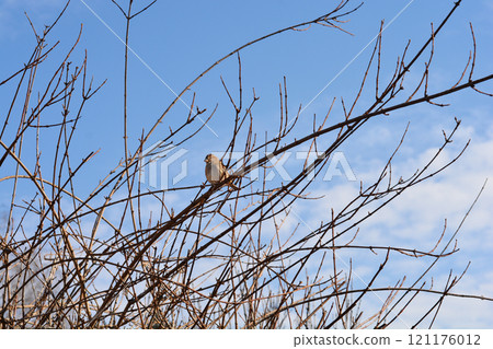 Sparrow Sparrow 121176012