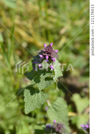 Red dead-nettle 121176013
