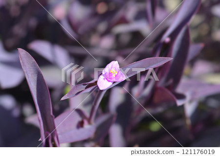 Purple heart 121176019