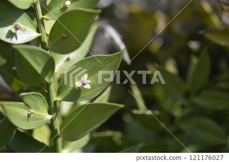 Spiny butchers broom Spiny butchers broom 121176027