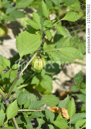 Tomatillo 121176032